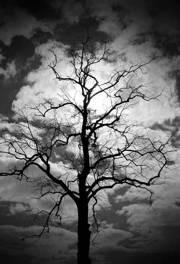 Wicked Tree Photograph by Audrey Skoglund - Fine Art America