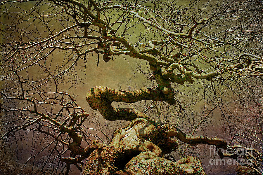 Wicked Tree Photograph by Cindi Ressler