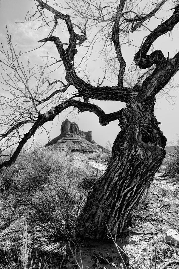 Wicked Tree Photograph by Jeff R Clow | Fine Art America