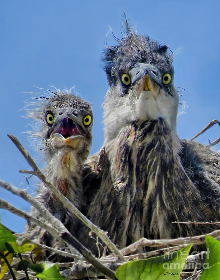 Wide Eyed Baby Herons Photograph by Jennie Breeze