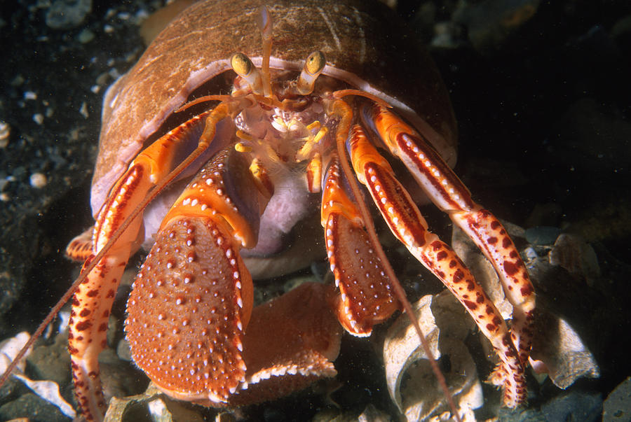 Wide-hand Hermit Crab Photograph by Nancy Sefton - Fine Art America