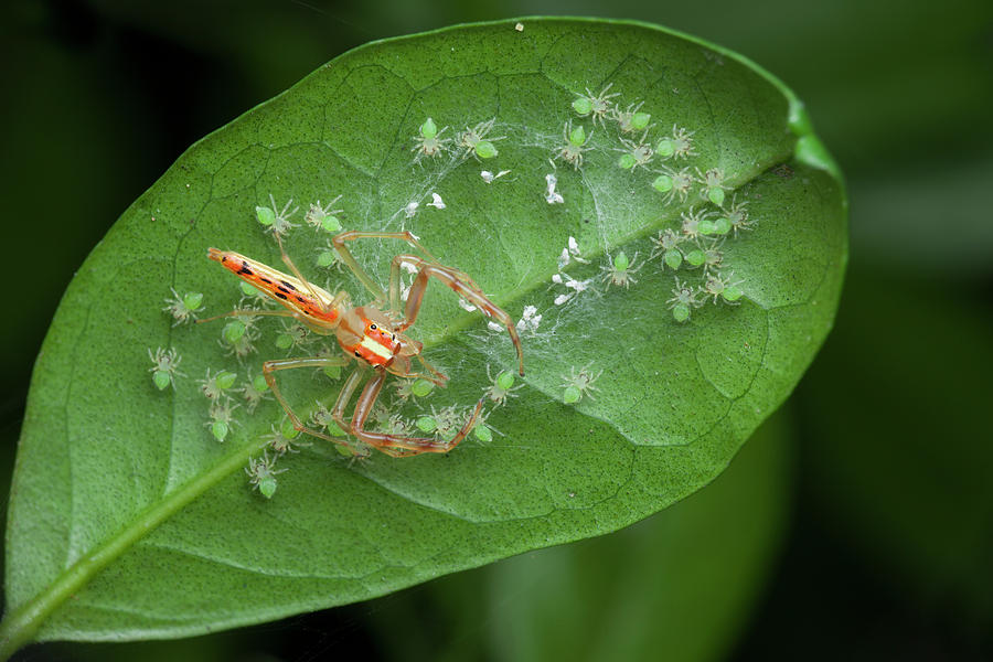 Wide-jawed Viciria Spider With Babies Photograph by Melvyn Yeo