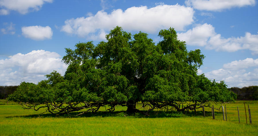 Wide Oak Photograph by Jerry Hart