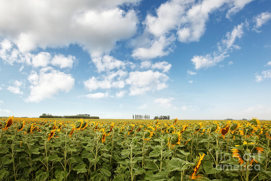 Wide open fields of sunflowers Photograph by Sandra Cunningham