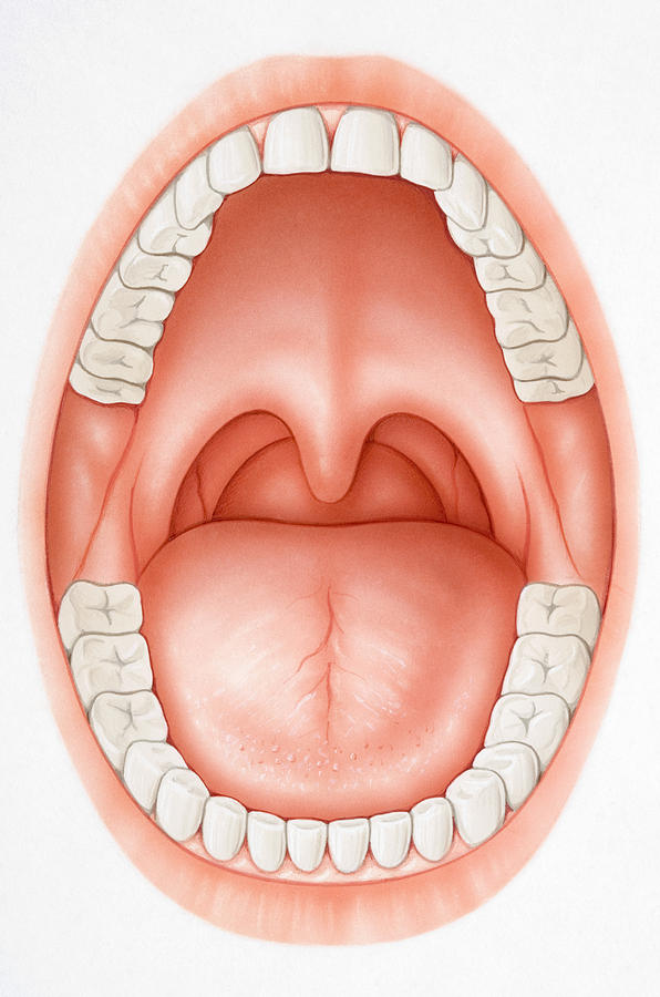 Wide open mouth revealing teeth, tongue, palate and uvula Drawing by Dorling Kindersley