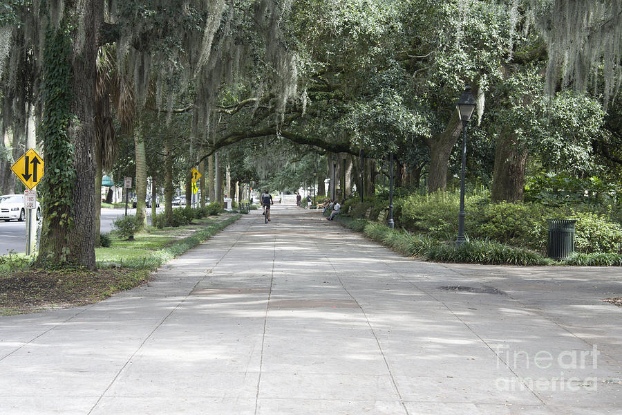 wide pathway around Forsyth Park Photograph by Ules Barnwell