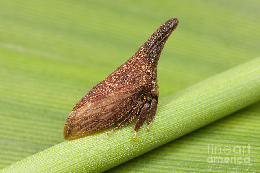 Wildlife Photograph - Widefooted Treehopper I by Clarence Holmes