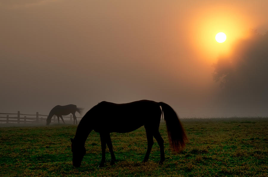 Horse Photograph - Widener Horse Farm at Sunrise by Bill Cannon
