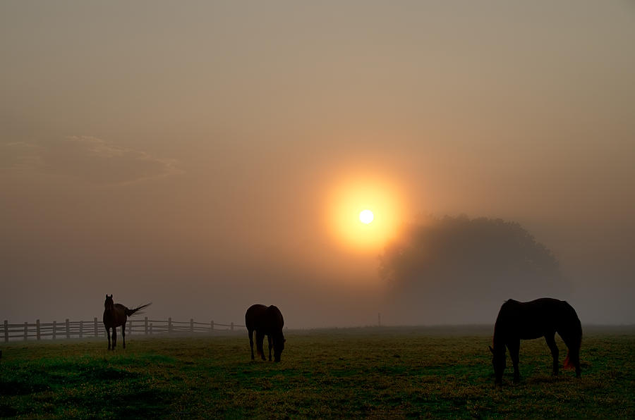 Horse Photograph - Widner Farm at Sunrise by Bill Cannon