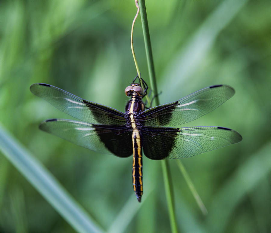 Widow Skimmer 2 Photograph by John Crothers