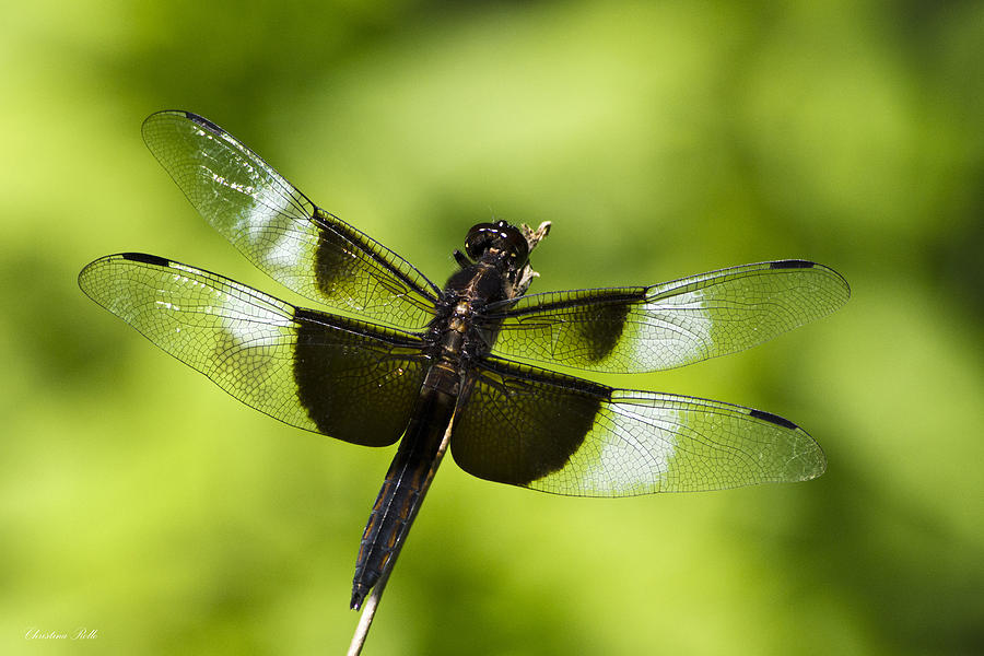 Widow Skimmer Dragonfly Photograph by Christina Rollo