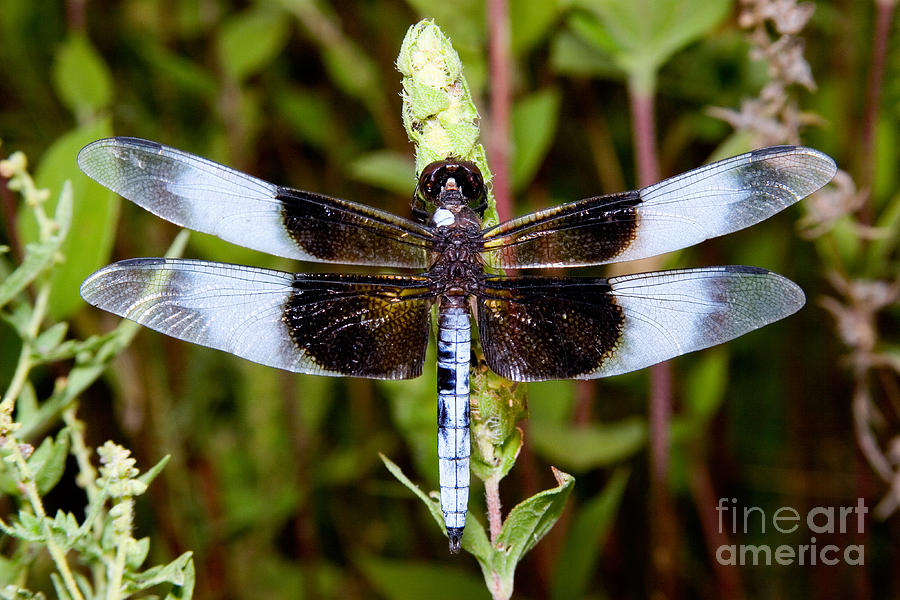 Widow Skimmer Dragonfly Photograph by Gregory G. Dimijian, M.D.