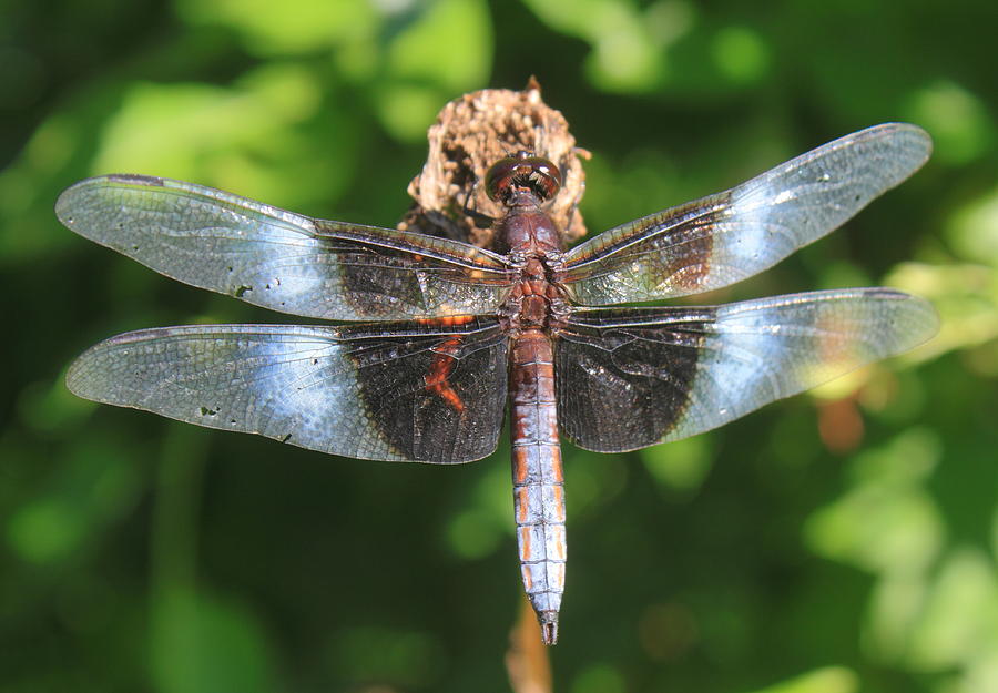 Widow Skimmer Dragonfly Photograph by John Burk