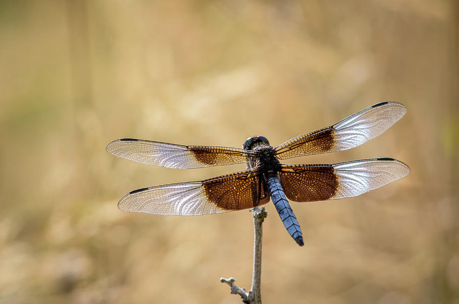 Insects Photograph - Widow Skimmer Dragonfly Perching by Rob Sheppard