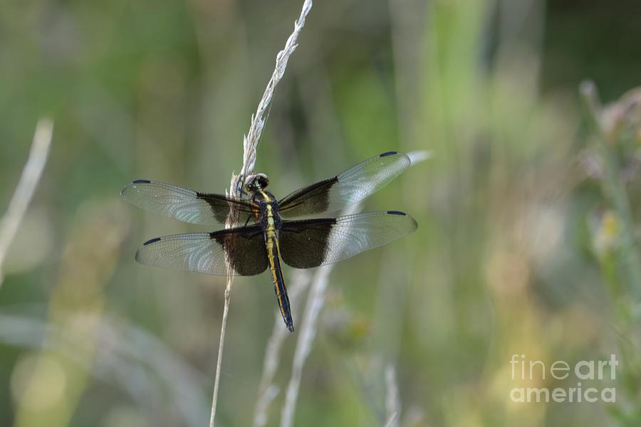 Nature Photograph - Widow Skimmer by Randy Bodkins