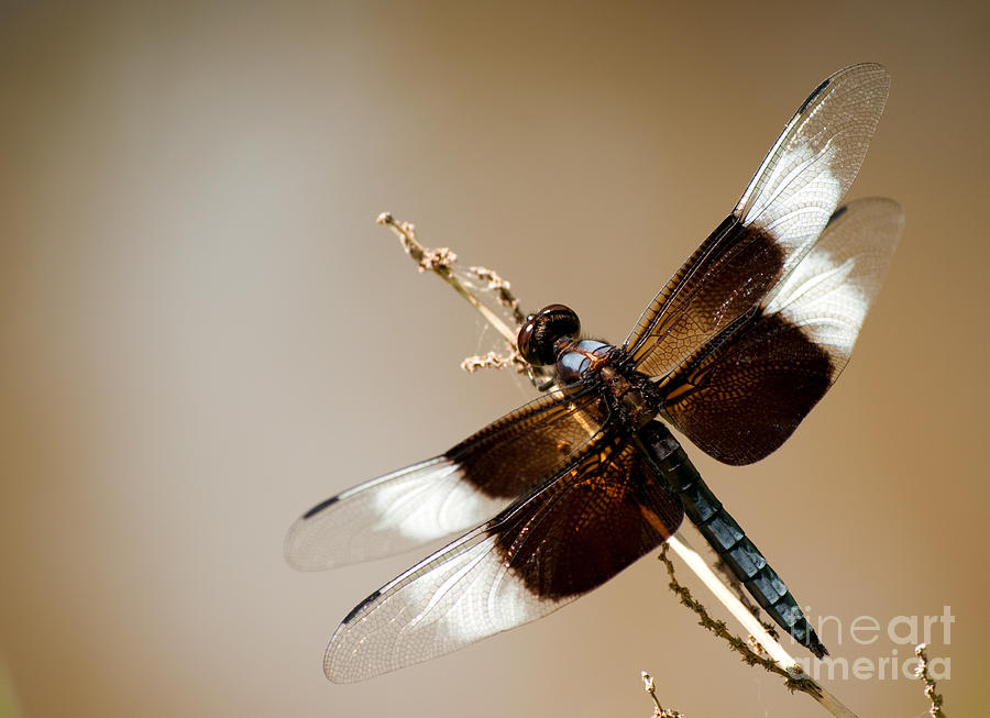 Widow Skimmer Photograph by Sari ONeal