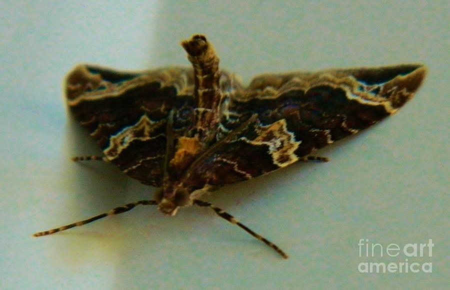Wierd Moth 3 Photograph by Gallery Of Hope 