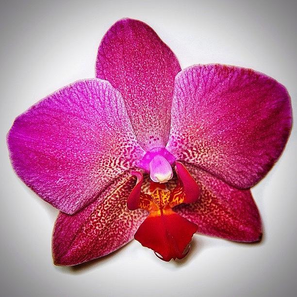 ❤wifeys Mothering Sunday Orchid Photograph by Carl Milner