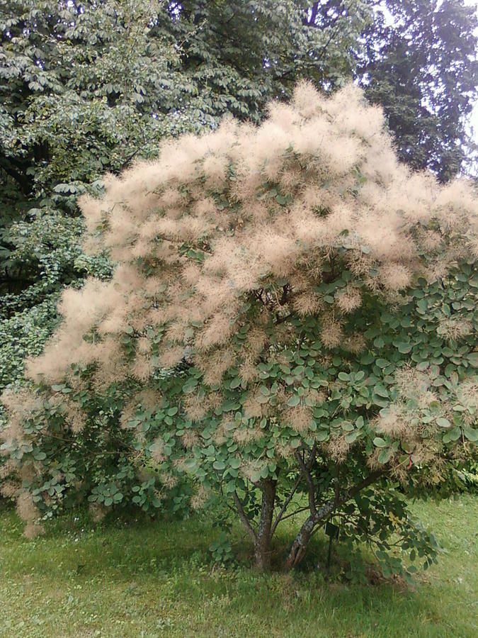 Wig Tree Photograph by Larisa Kaire Pixels