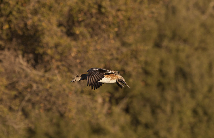 Wigeon in flight Photograph by Ruth Jolly