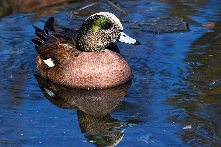 Wigeon on an icy stream Photograph by Kathleen Bishop