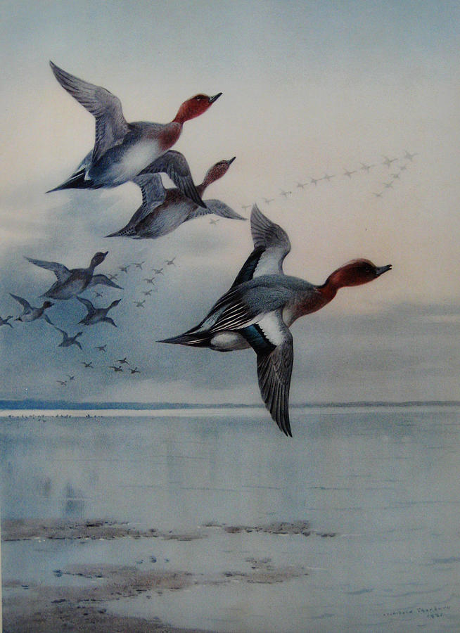 Nature Painting - Wigeon over the Estuary by Celestial Images