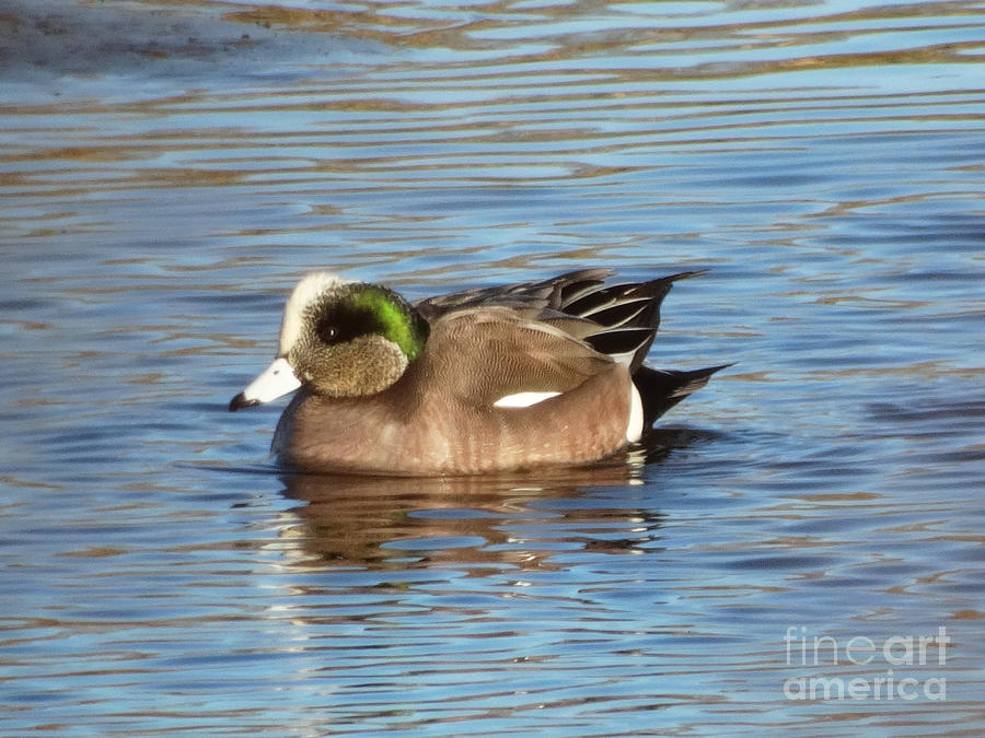 Wigeon Photograph by Pat Miller
