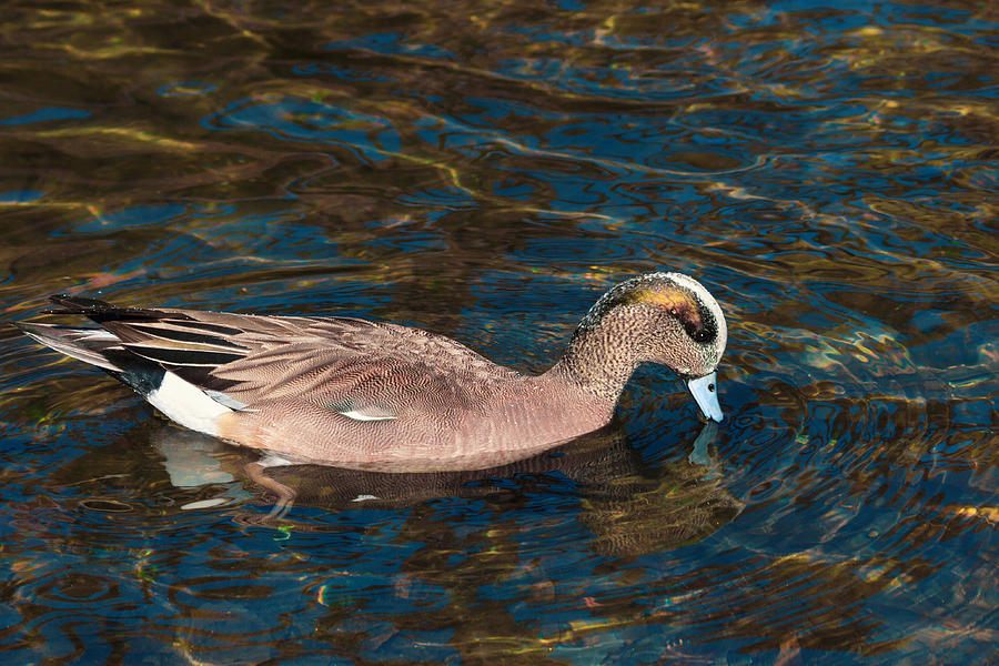Wigeon Ripples Photograph by Kathleen Bishop