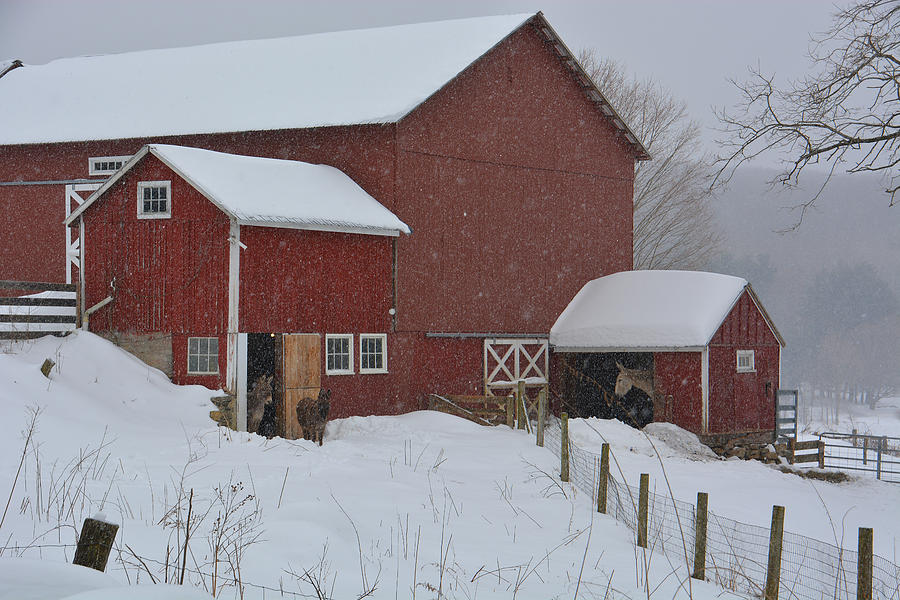 Winter Photograph - Wike Bros Farm - White Hollow by Mike Martin