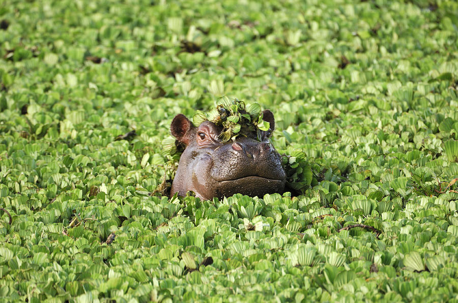 Wild African Hippo with Head Above Floating Water Lettuce Photograph by GomezDavid