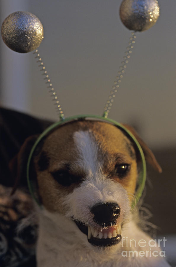Wild alien Dog Photograph by Jim Corwin