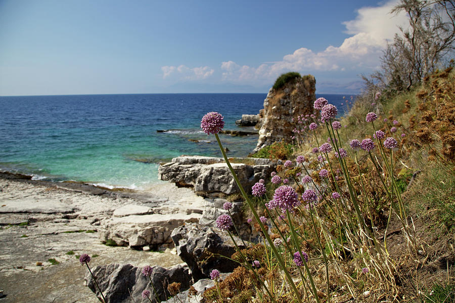 Wild Aliums Growing On The Coast, Corfu Photograph by David Cayless