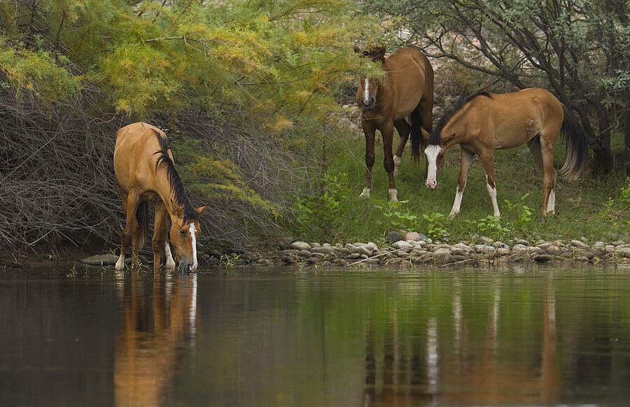 Wild Along the River Photograph by Sue Cullumber