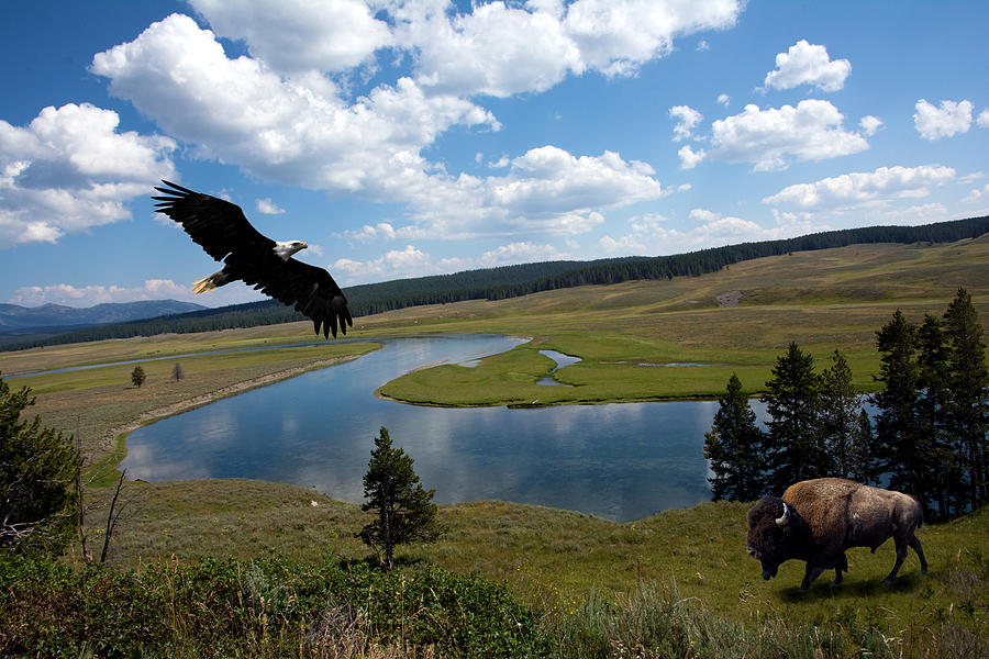 Eagle Photograph - Wild America by Randall Branham