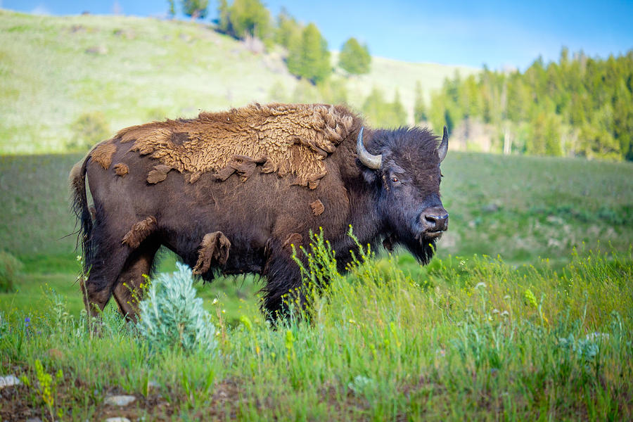 Wild American Bison Photograph by Jeffrey H - Fine Art America