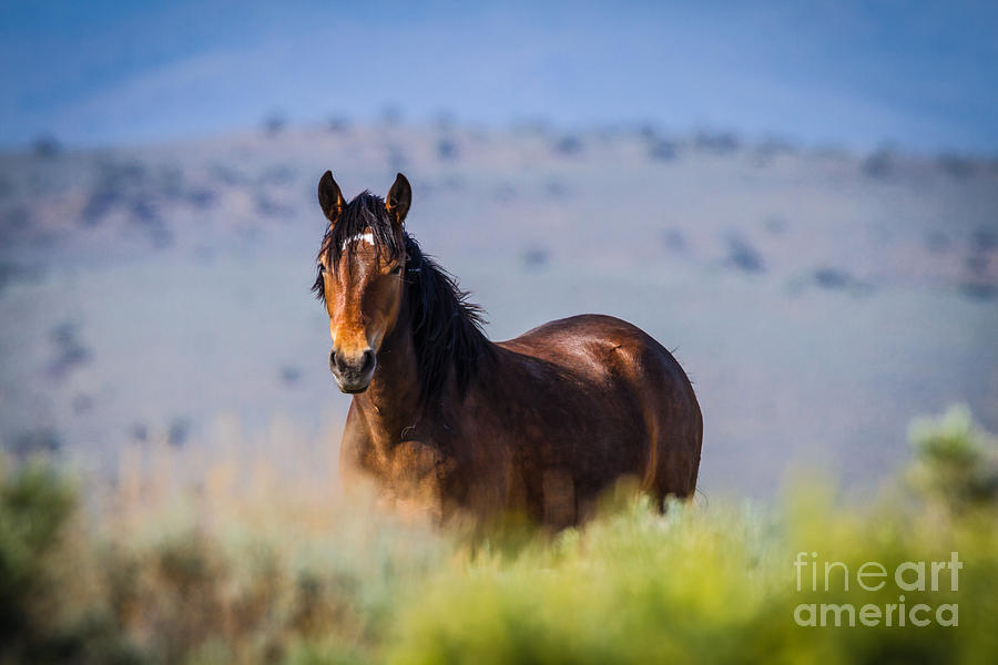 Horse Photograph - Wild And Free by Mitch Shindelbower