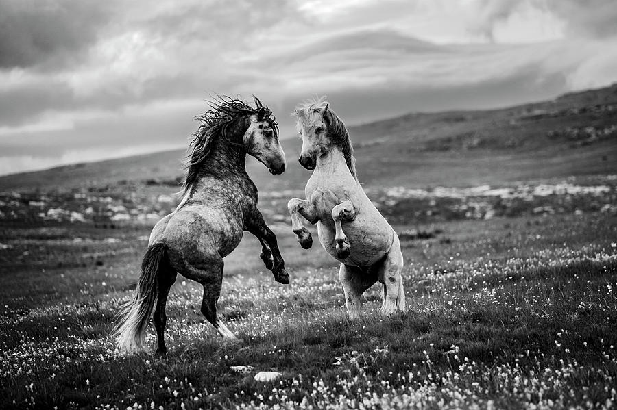 Animal Photograph - Wild And Free by Vedran Vidak
