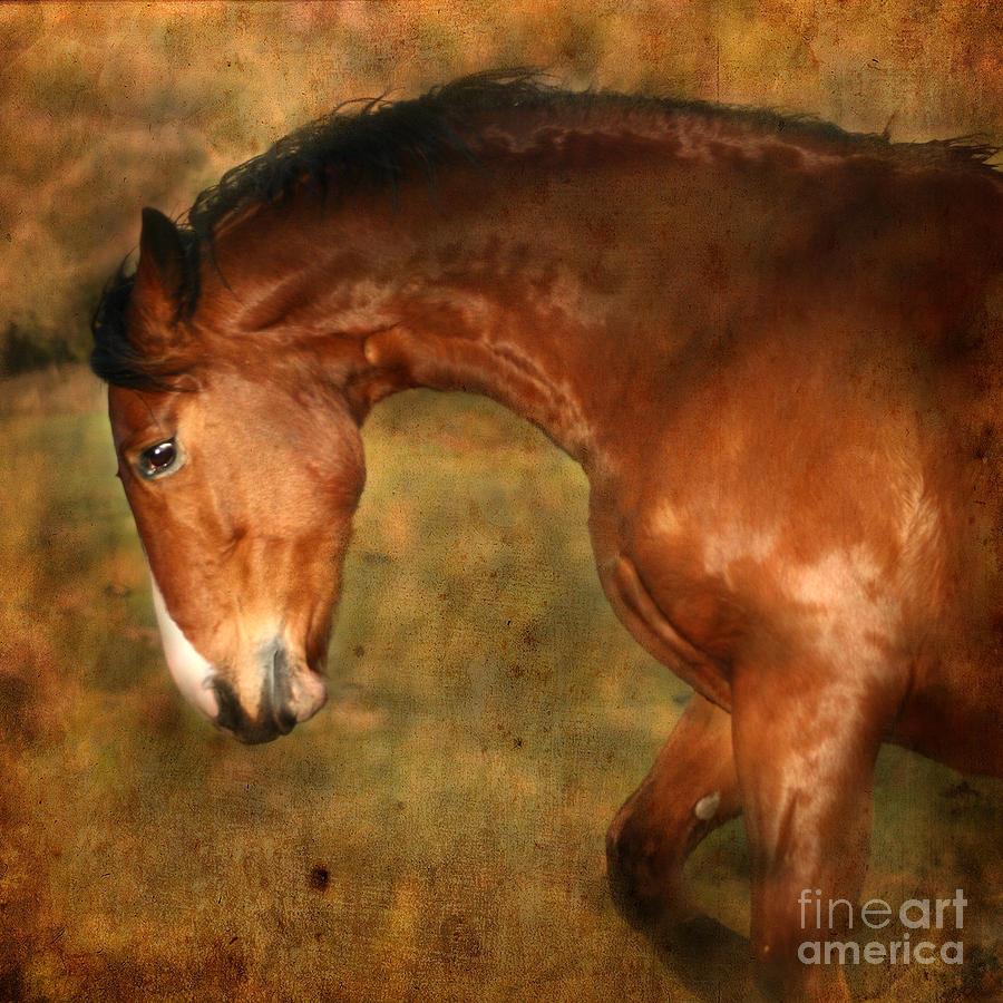Horse Photograph - Wild by Ang El