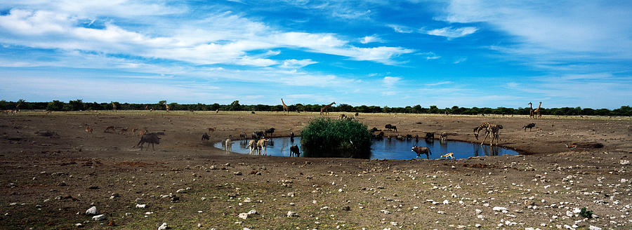Nature Photograph - Wild Animals At A Waterhole, Etosha by Panoramic Images