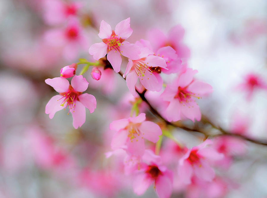 Wild Apple Tree Blossom Photograph by Natalia Ganelin