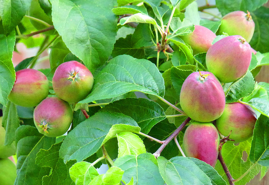 Wild Apple Tree Fruit Photograph by Laurie Tsemak