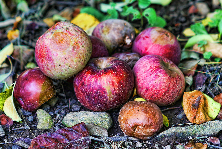 Wild Apples Photograph by Lee Dos Santos