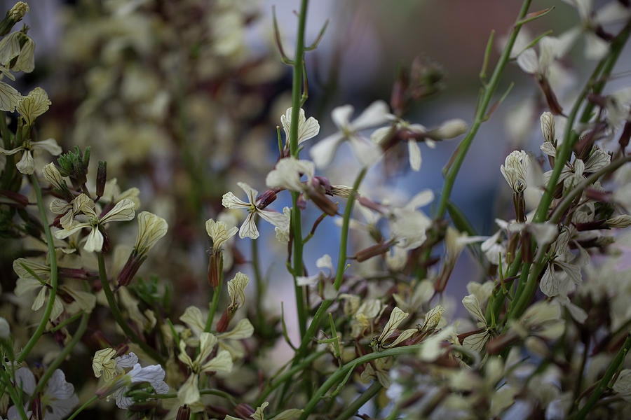 Wild Arugula Flowers Photograph by Elisa Cicinelli