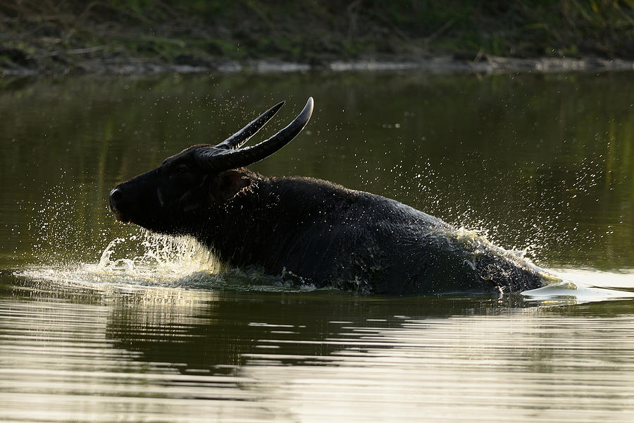 Buffalo Photograph - Wild Asiatic Water Buffalo by Fotosas Photography
