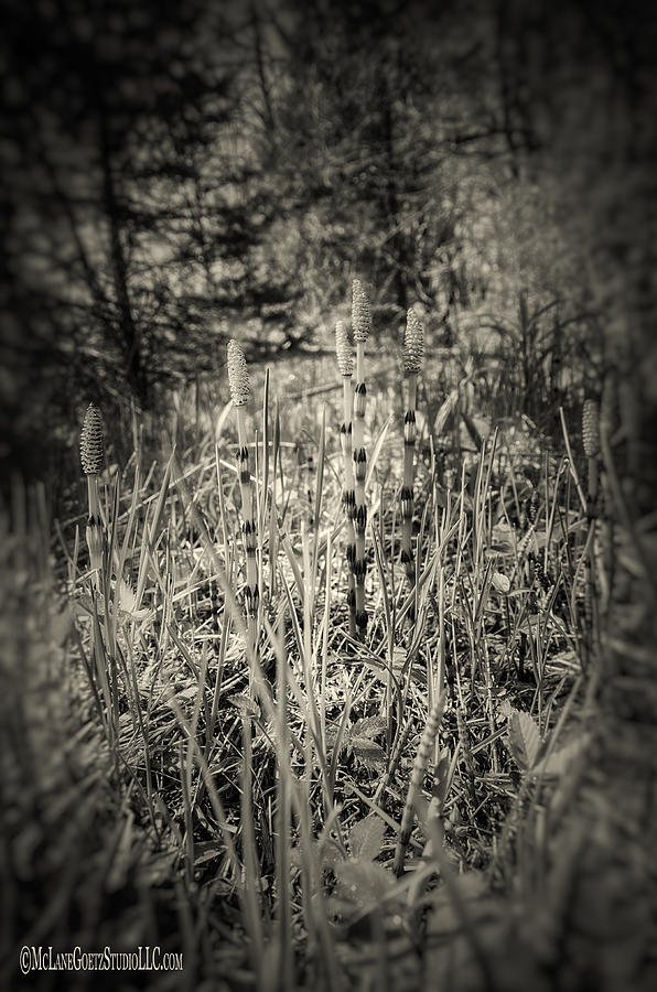 Wild Asparagus Black and White Photograph by LeeAnn McLaneGoetz McLaneGoetzStudioLLCcom