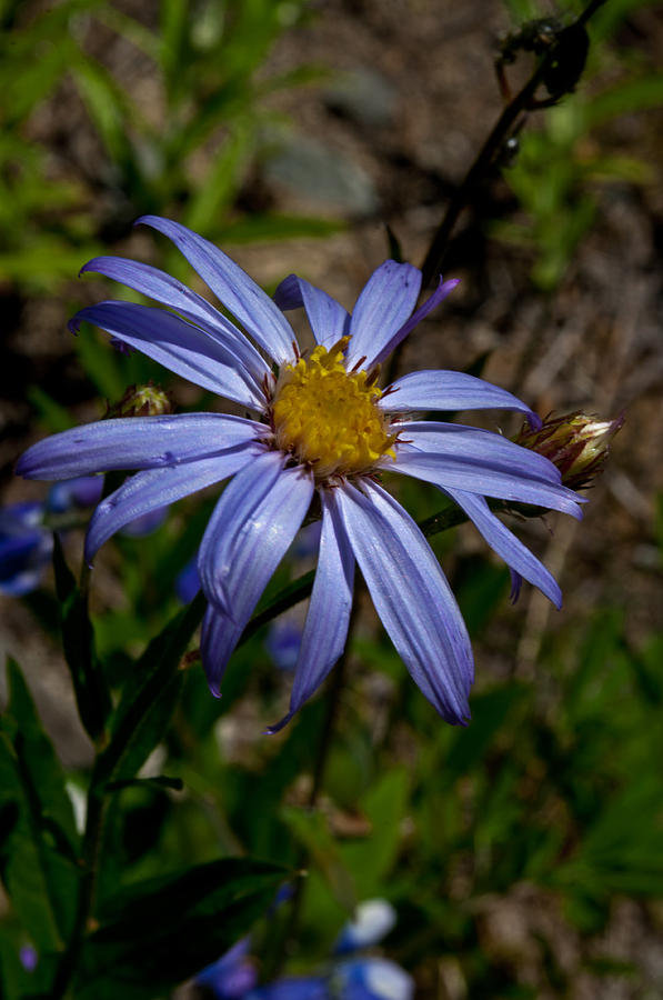 Wild Aster Flower Photograph by Tikvahs Hope