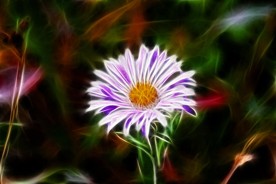 Wild Aster Photograph by Shane Bechler