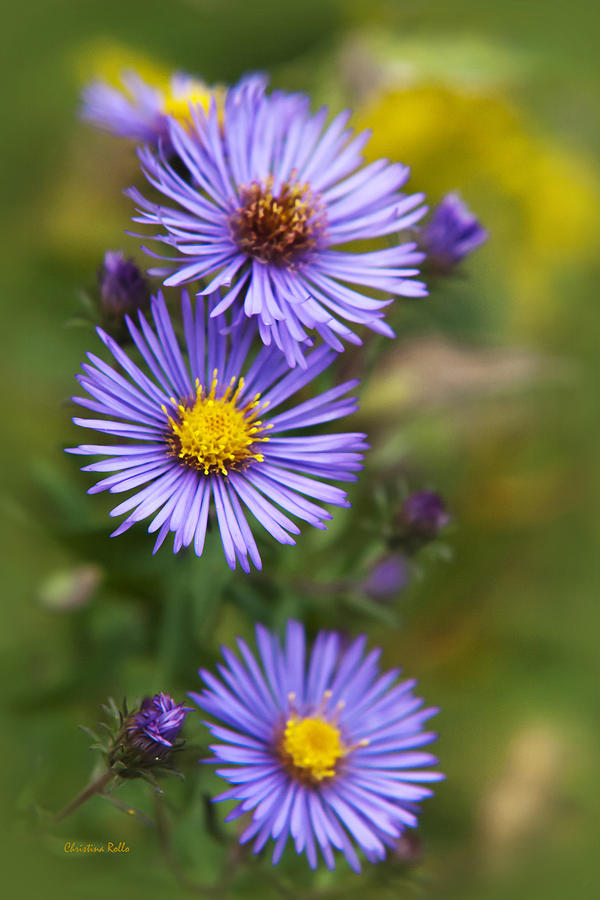 Wild Aster Trio Photograph by Christina Rollo