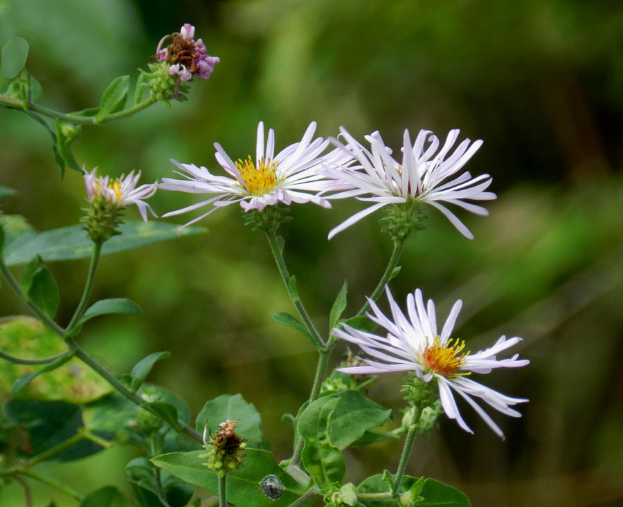 Wild Asters Photograph