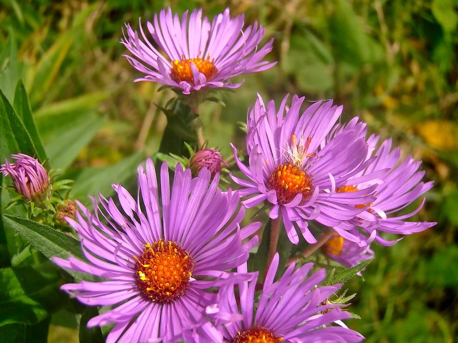 Flower Photograph - Wild Asters by Stephanie Moore